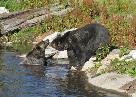 Bears on Grouse Mountain in Vancouver